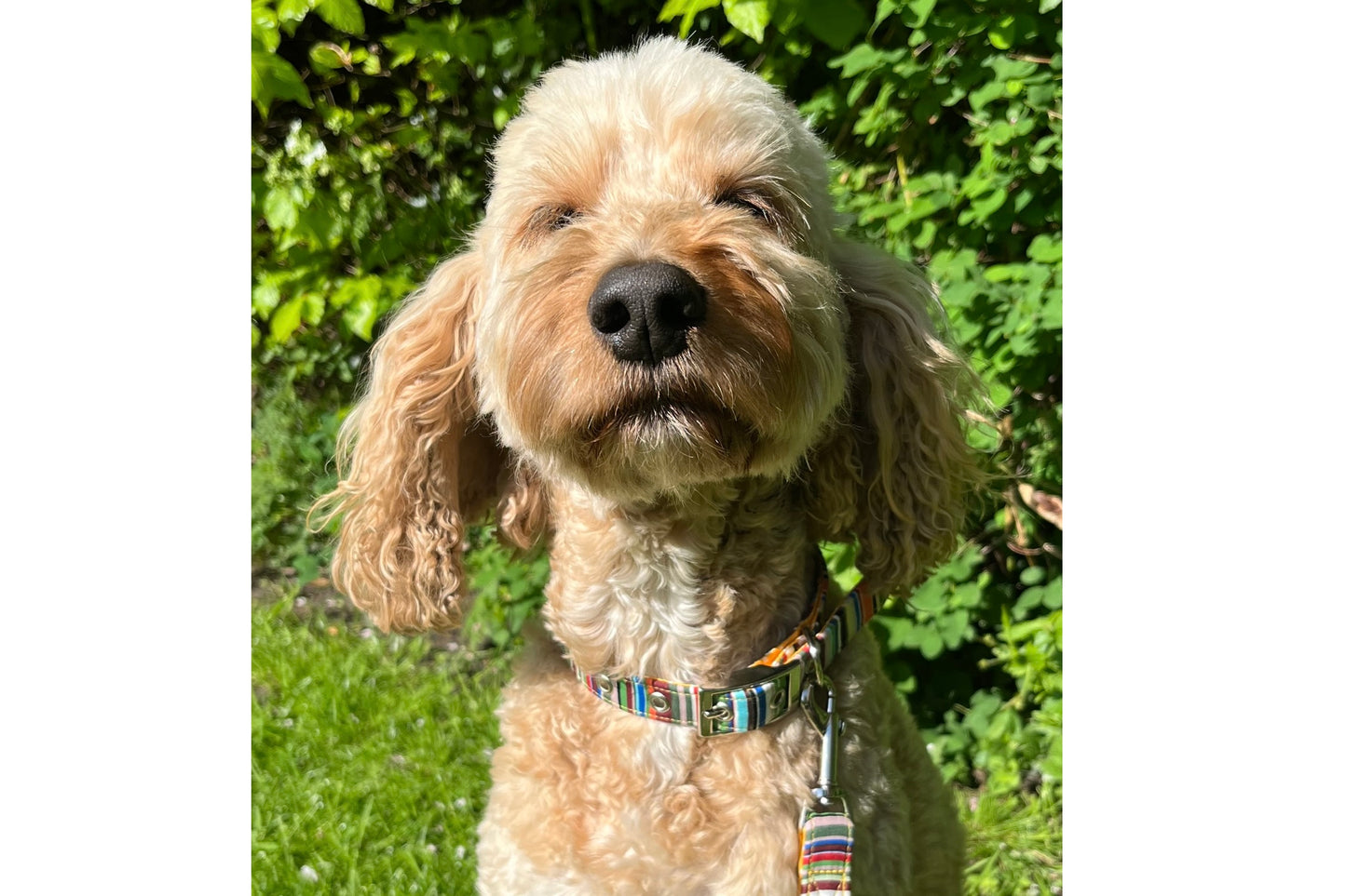 soft fabric dog collar in multi-colour stripes