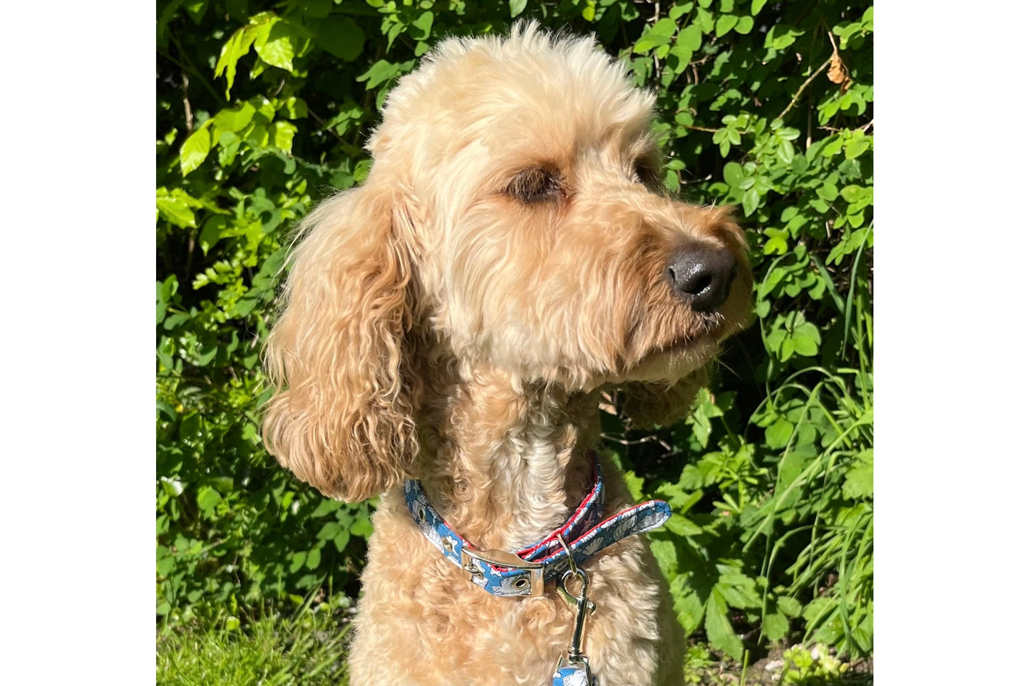 soft fabric dog collar in seashells design