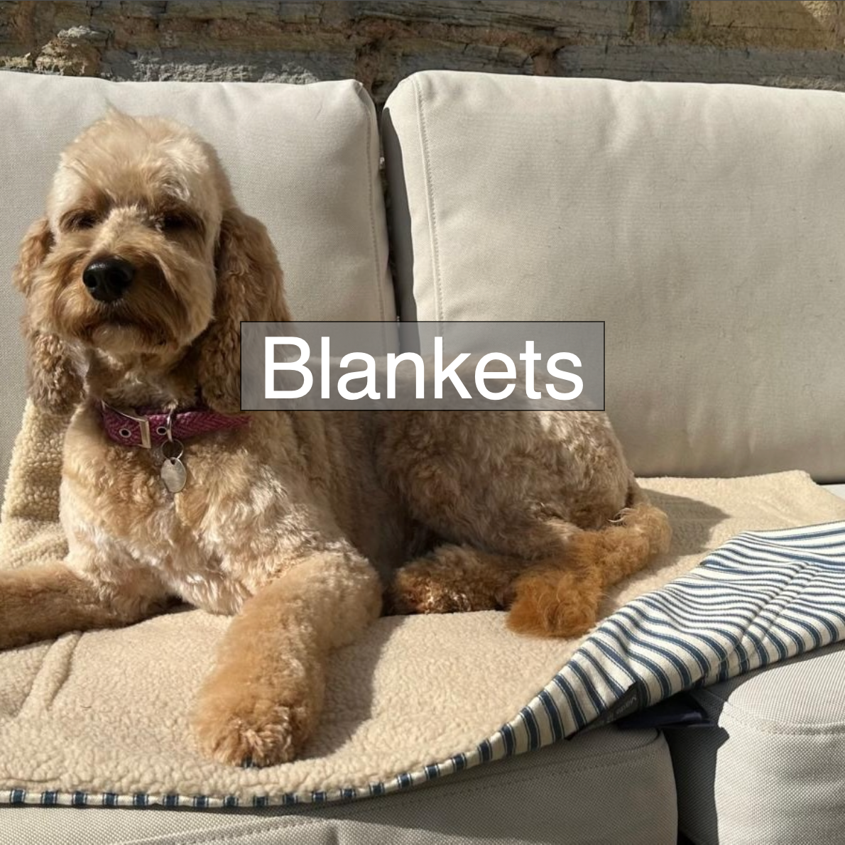 Dog Blankets