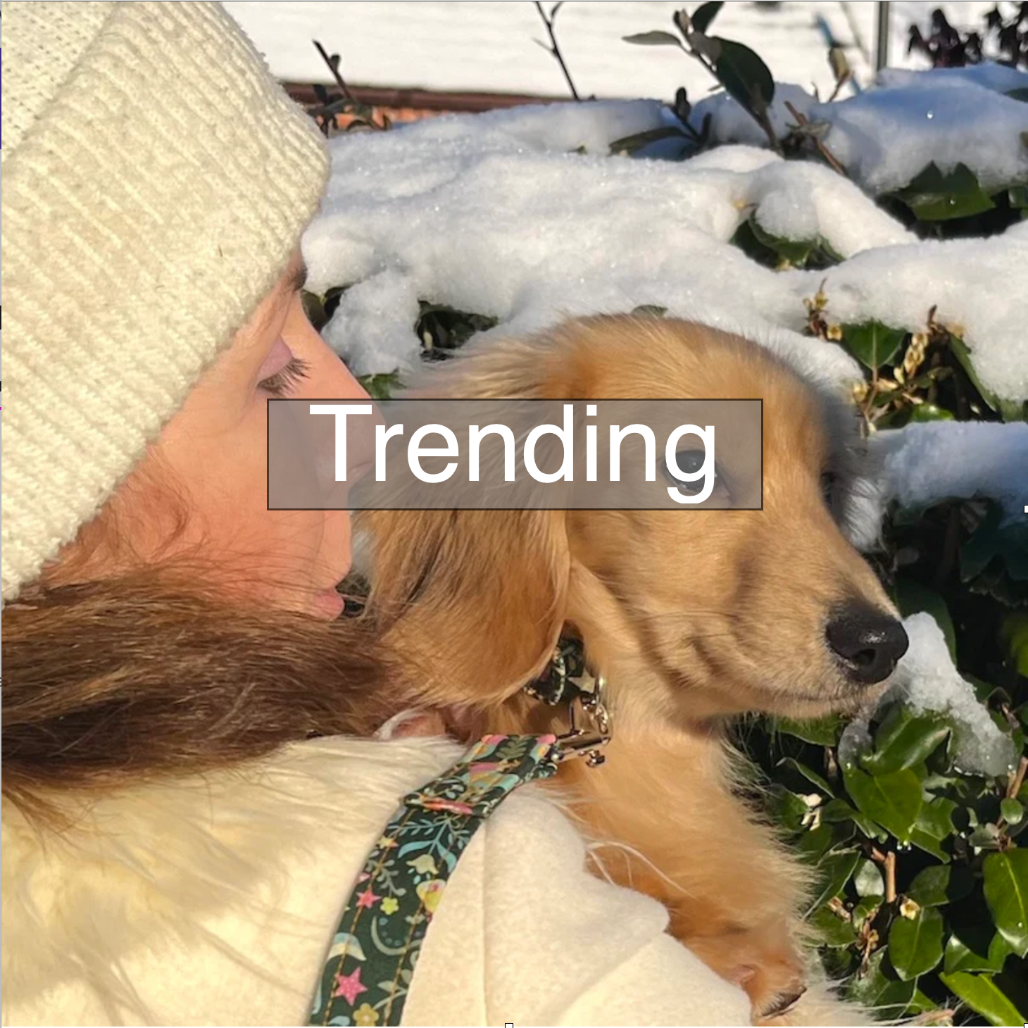 Trending Valentines Gifts for Dogs