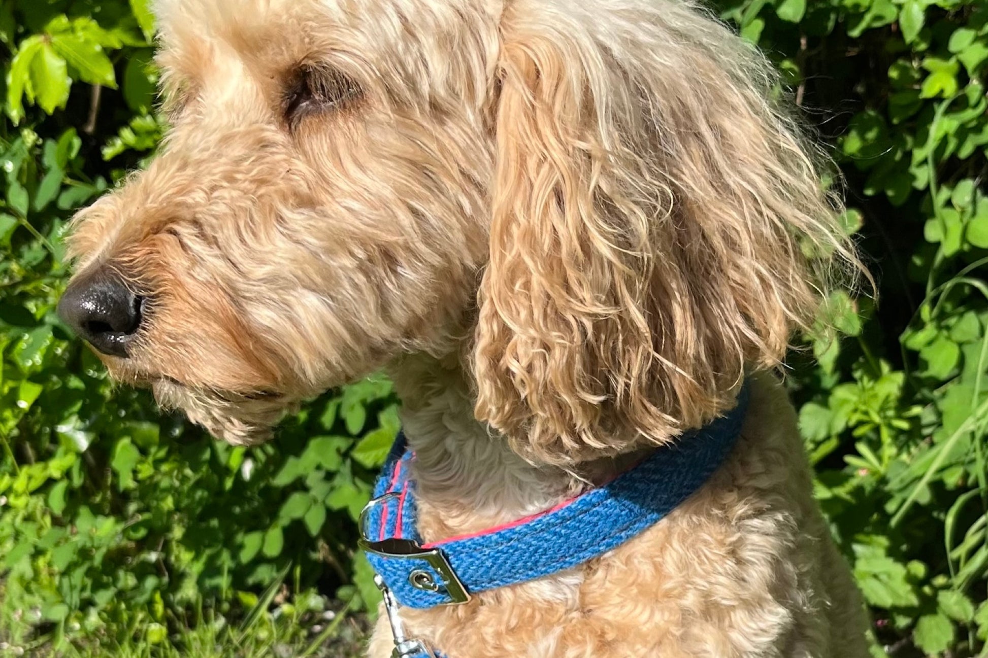 blue Harris Tweed fabric dog collar