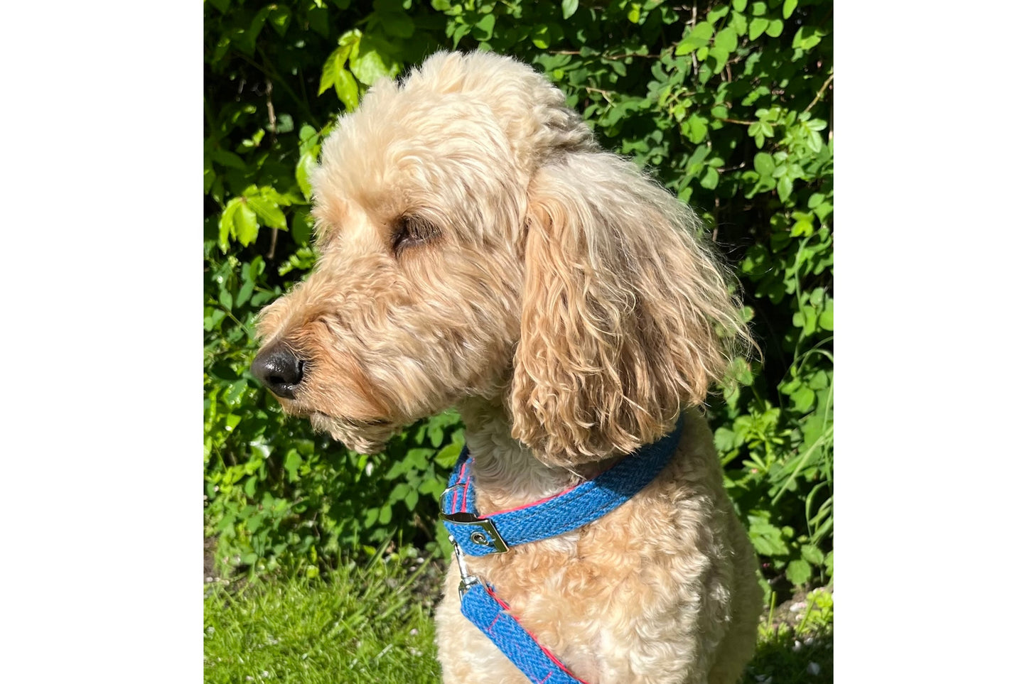 blue harris tweed dog collar handmade in uk