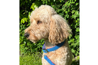 Thumbnail for blue harris tweed dog collar handmade in uk