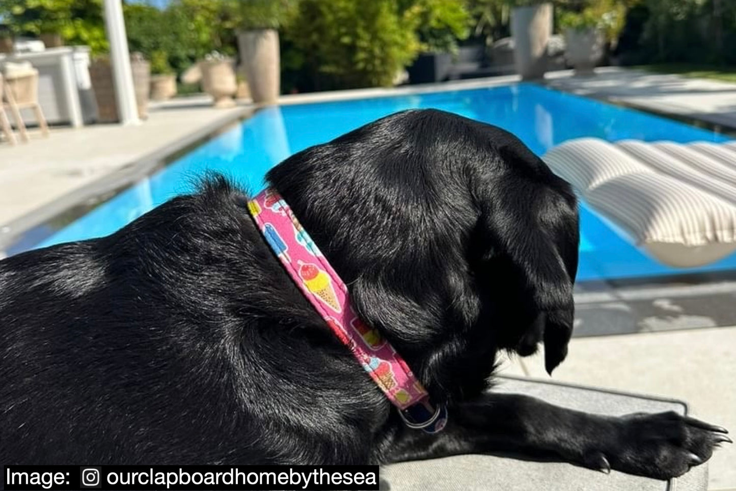 ice cream theme dog collar by the swimming pool