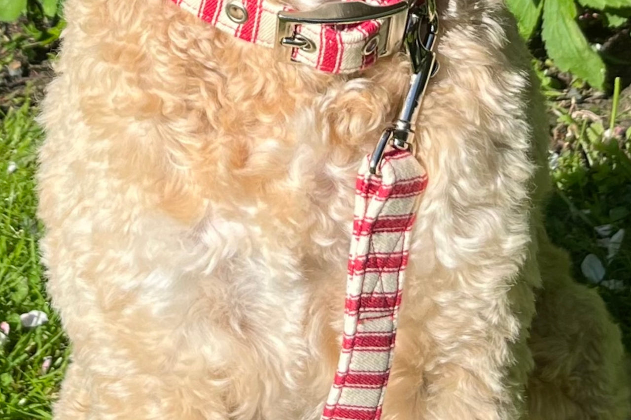 Super soft red ticking stripe fabric dog lead by BlossomCo