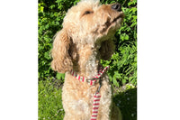 Thumbnail for red ticking stripe dog lead super soft fabric