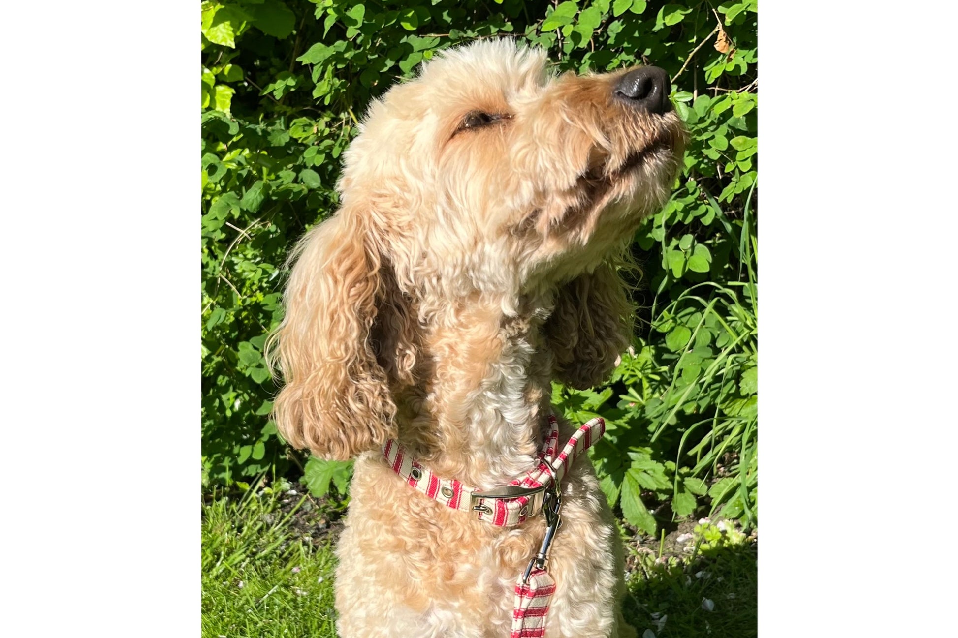 super soft fabric dog collar in red ticking stripes