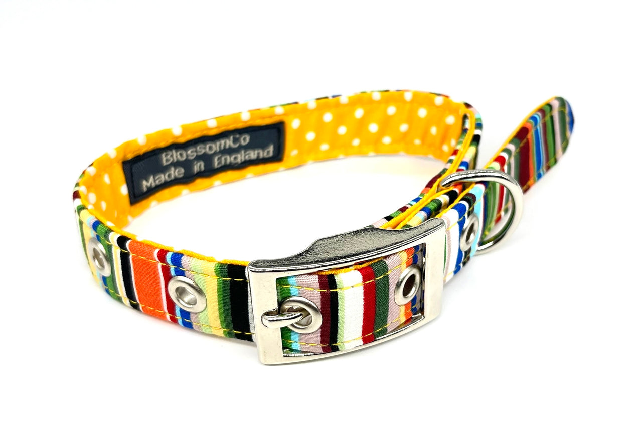 dog collar in multi-coloured stripes design by BlossomCo