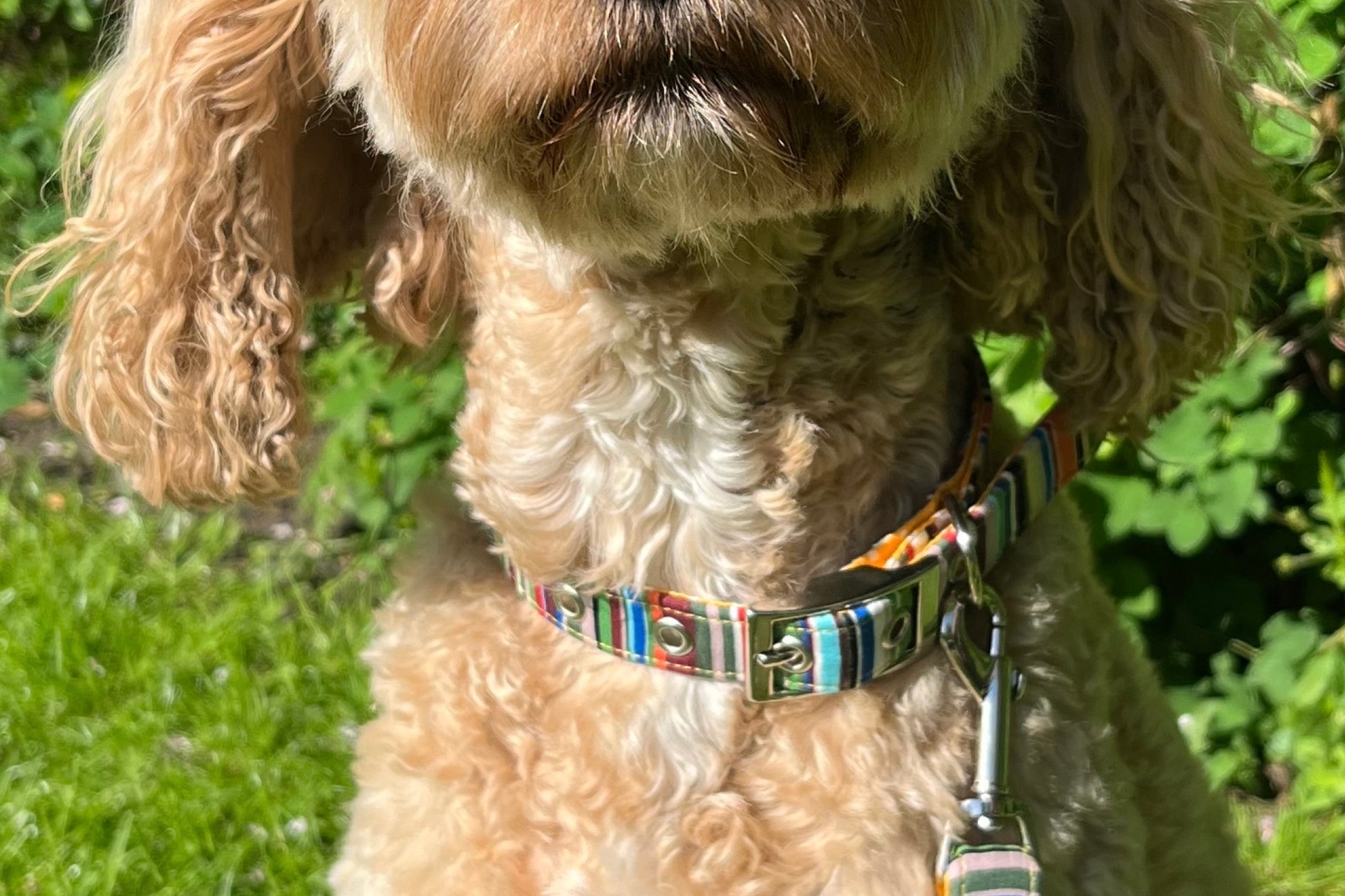 striped dog collar in soft cotton  fabric
