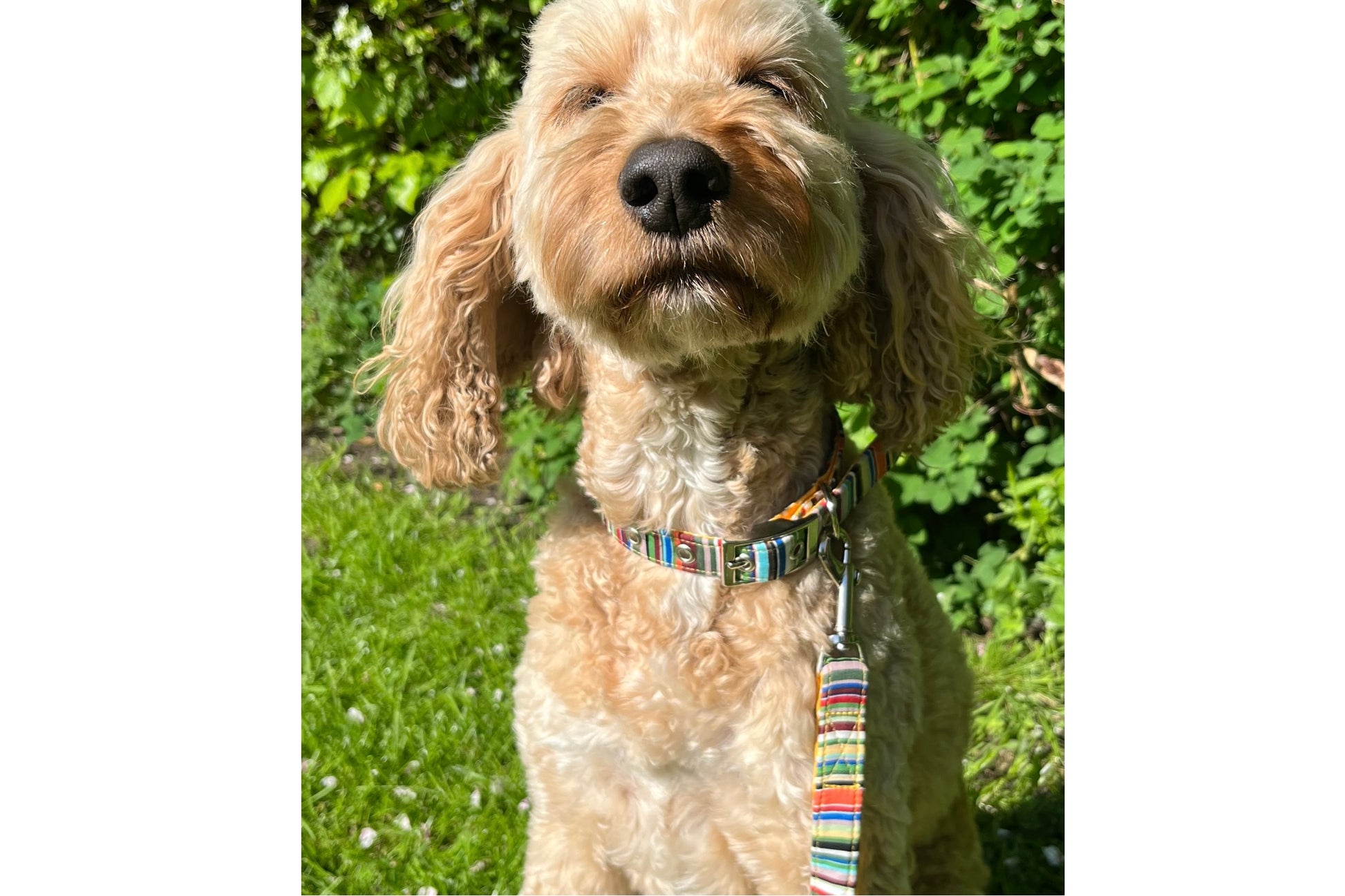 multi-coloured striped dog lead in soft cotton fabric