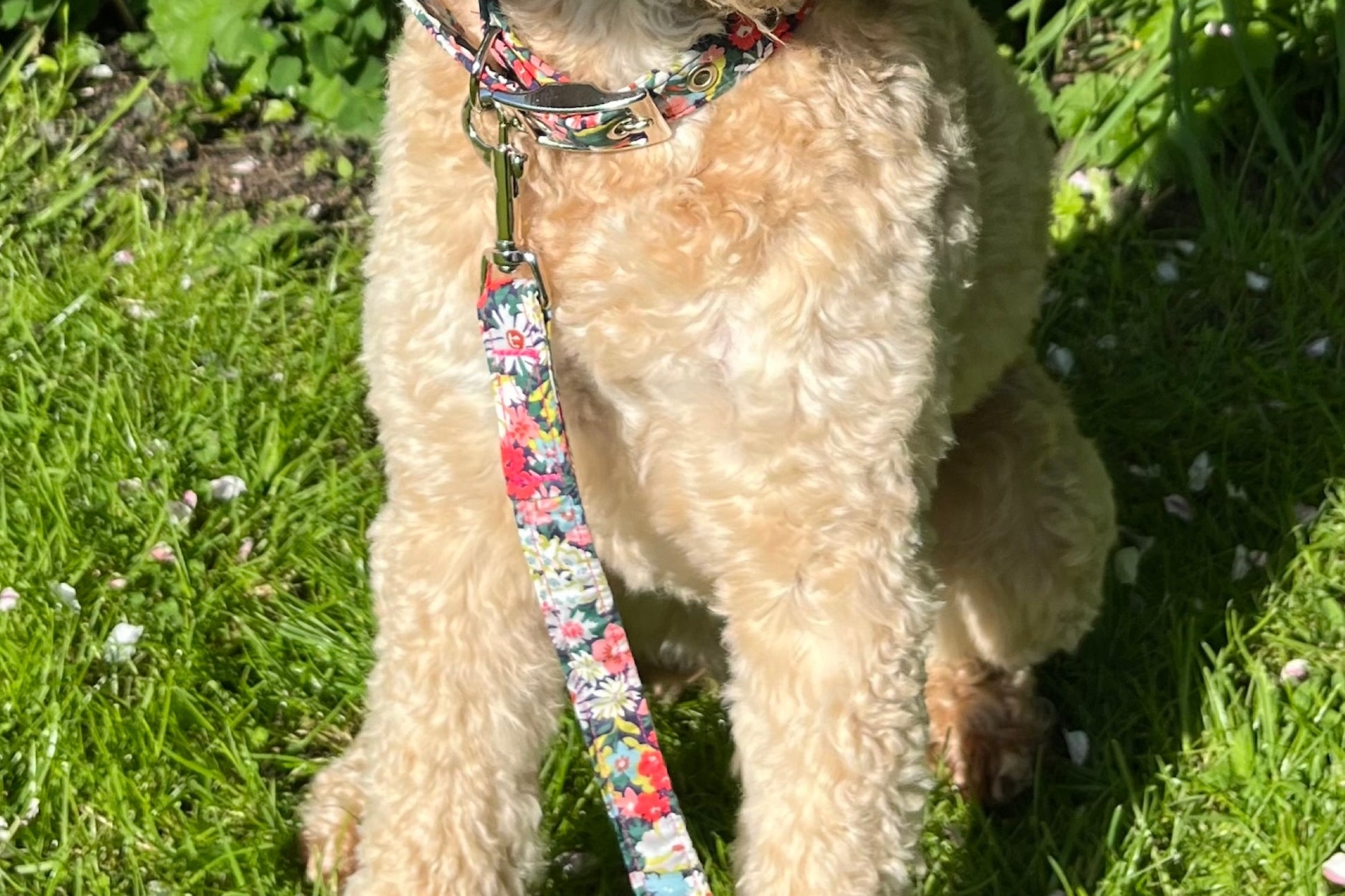 Thorpe design Liberty Print Dog Lead