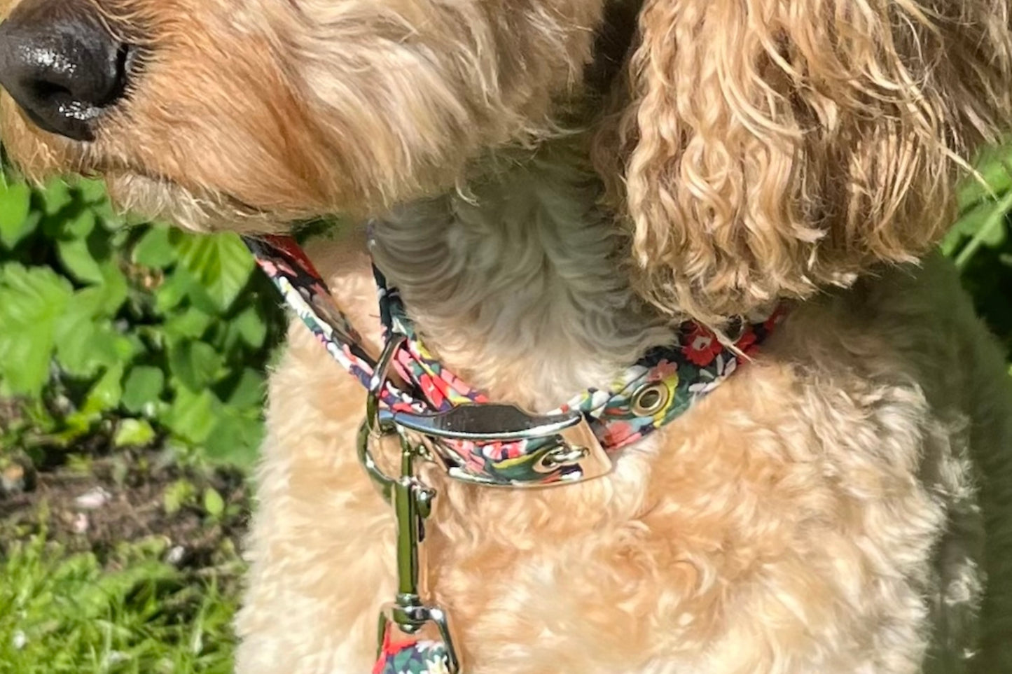 Thorpe - Liberty Print Dog Collar