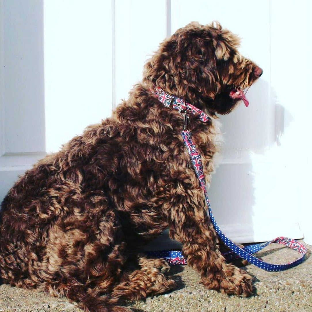 Handmade Union Jack Dog Collar and Lead