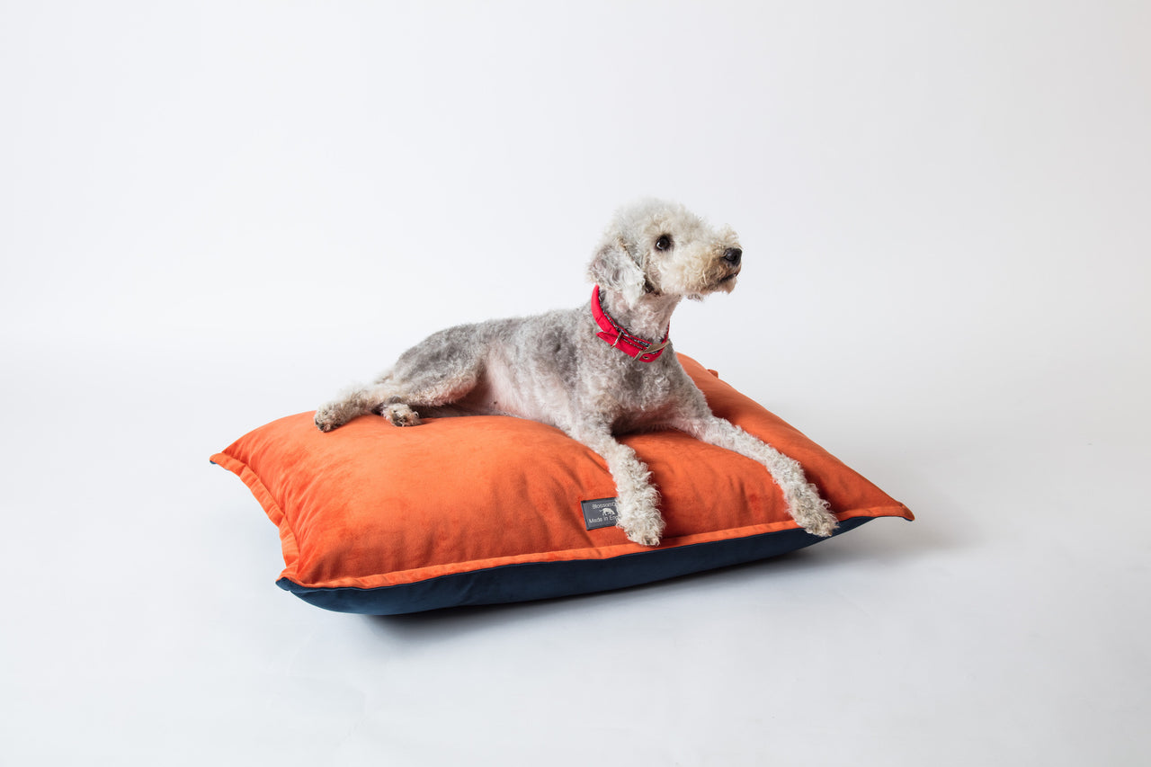 velvet pillow style dog bed